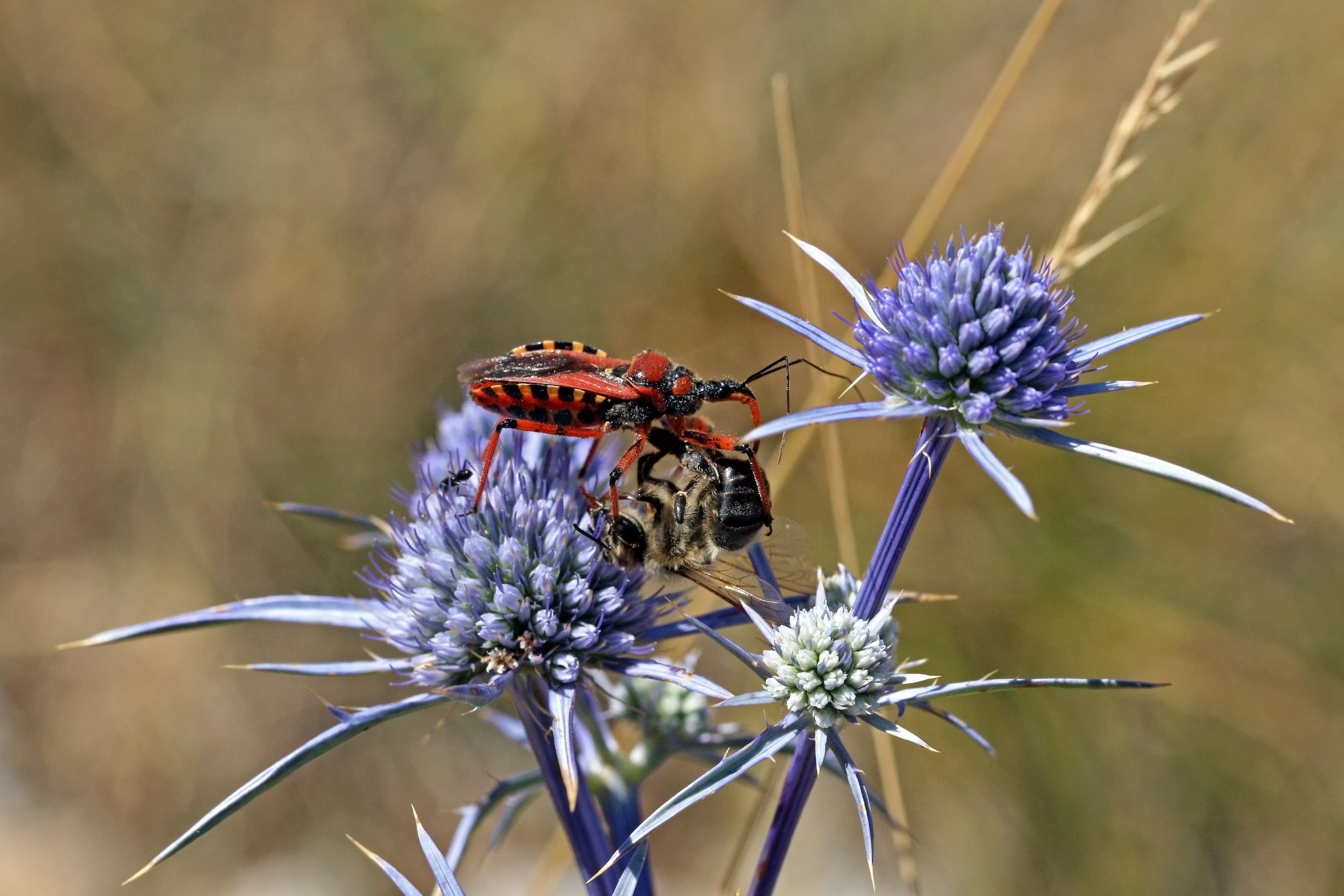 Assassin Bug