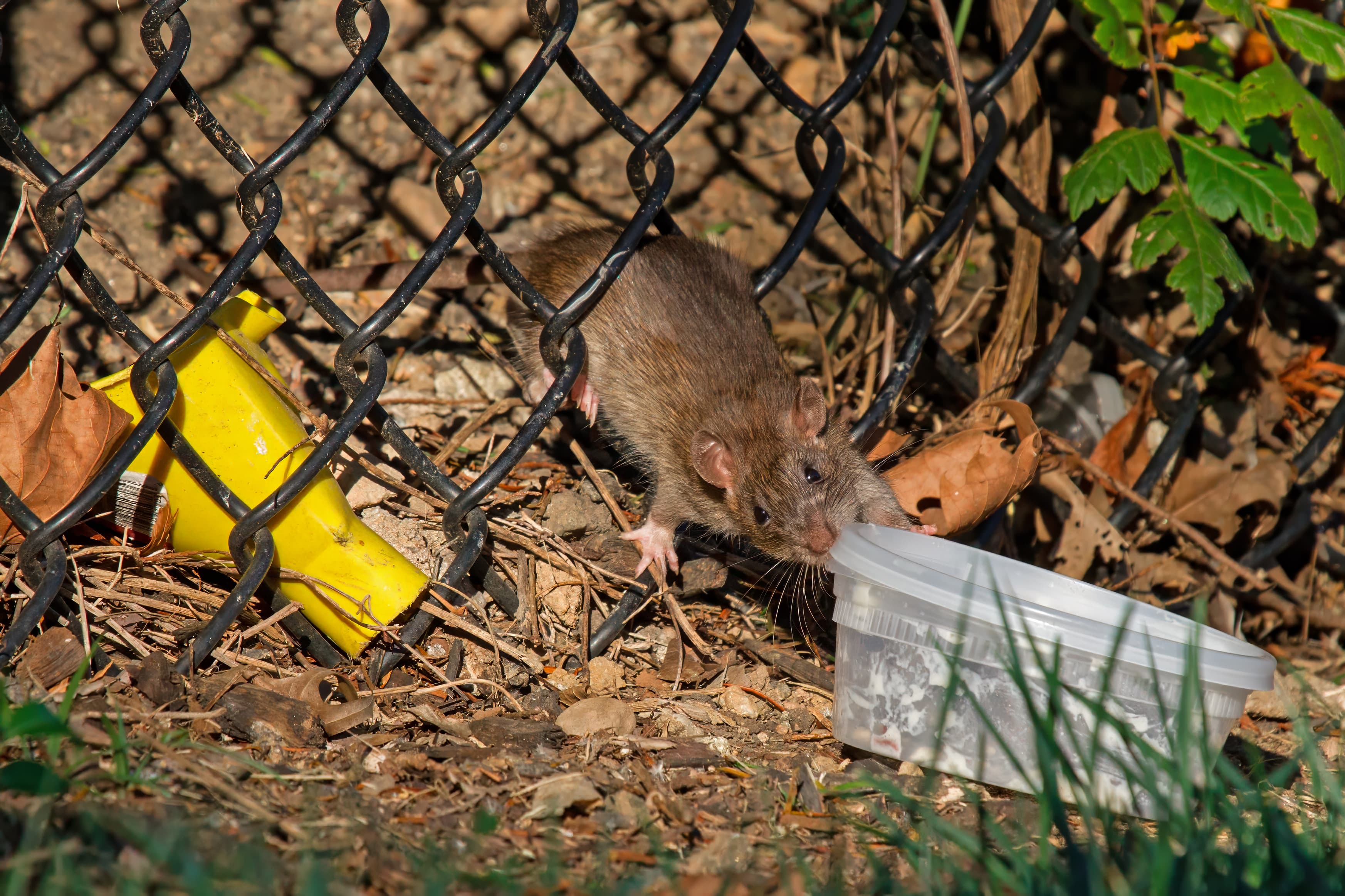 Norway Rat