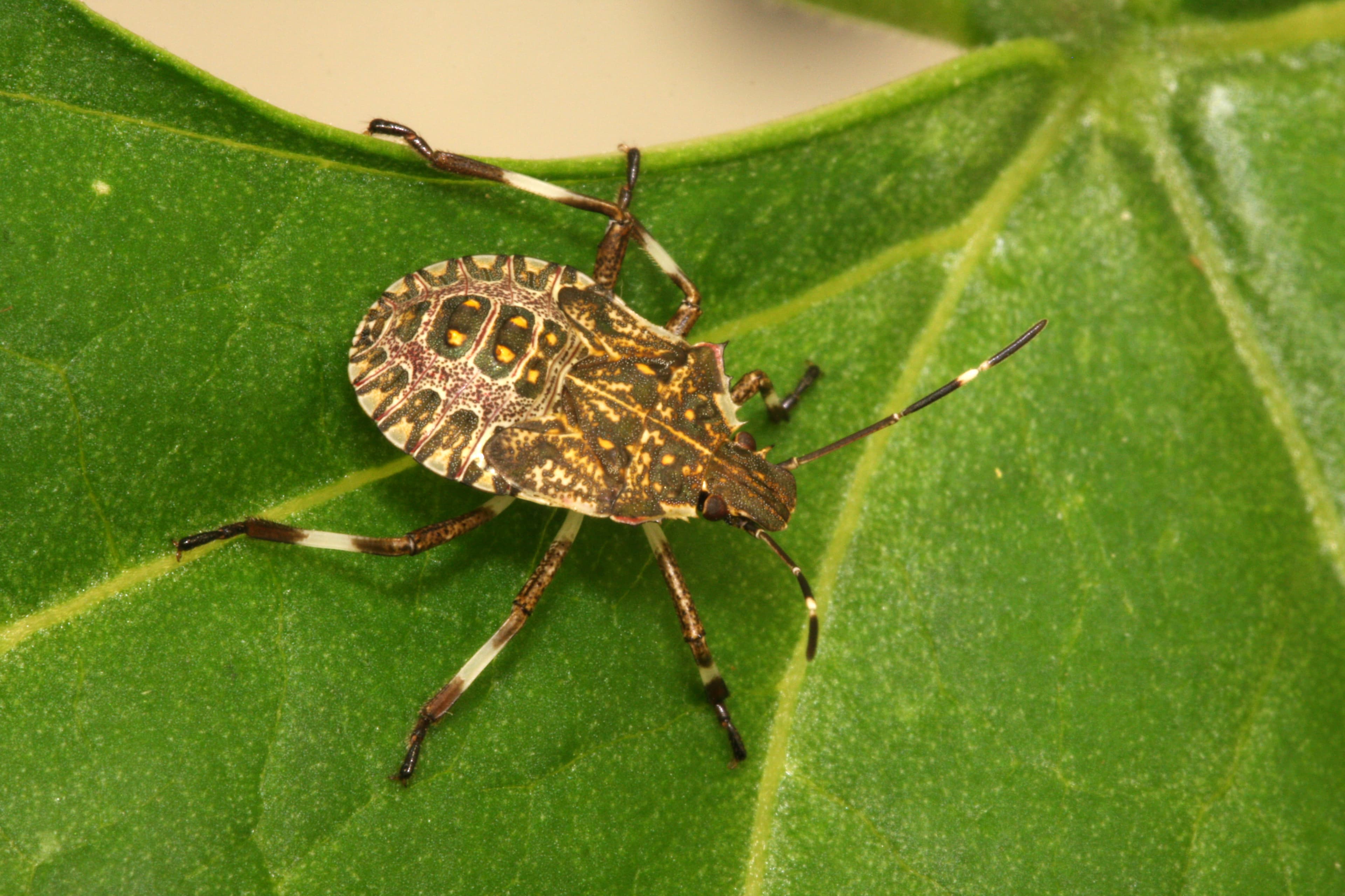 Stink Bug