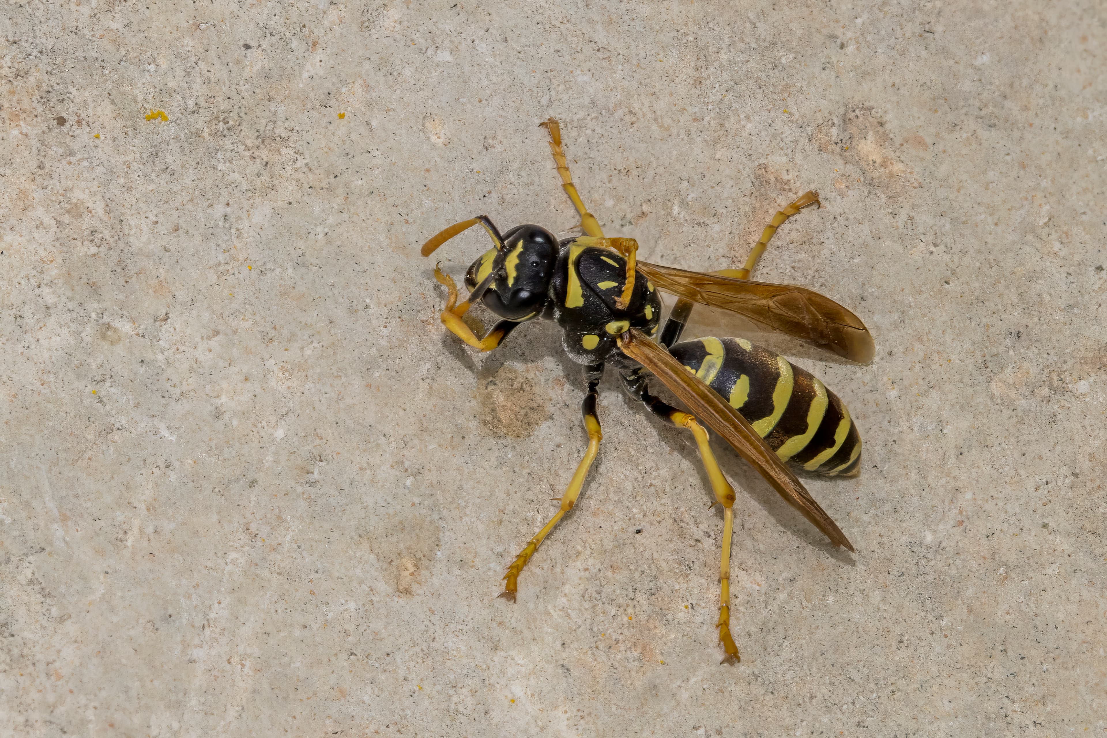 Paper Wasp