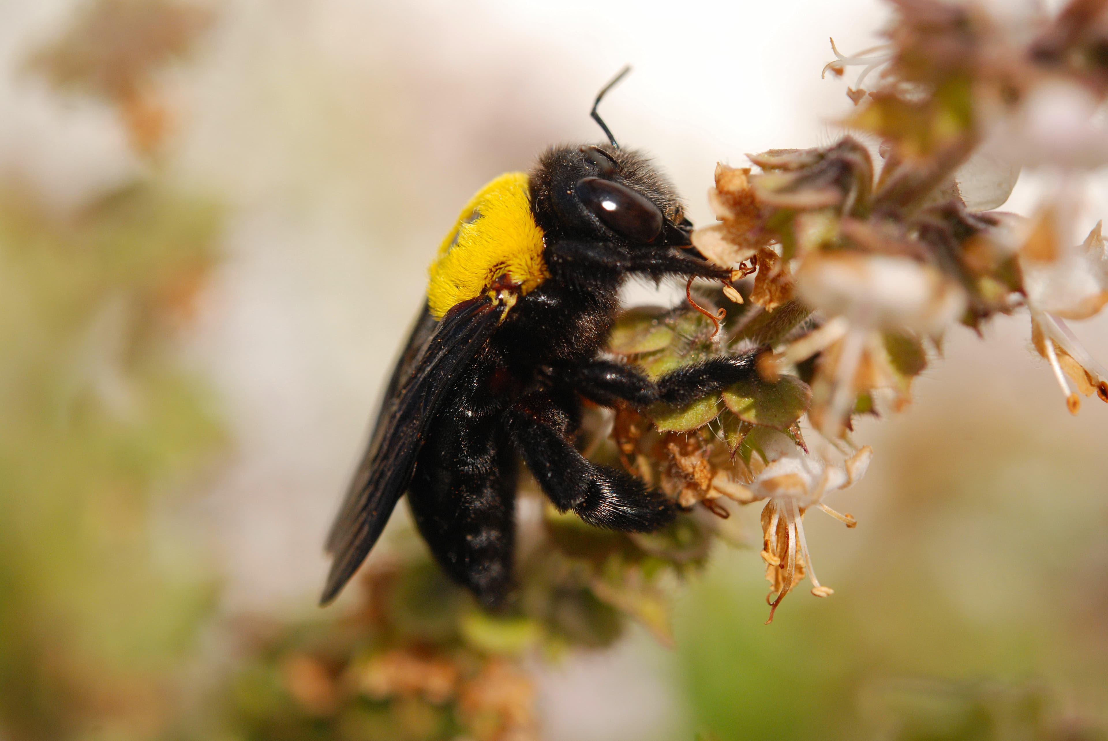 Carpenter Bee