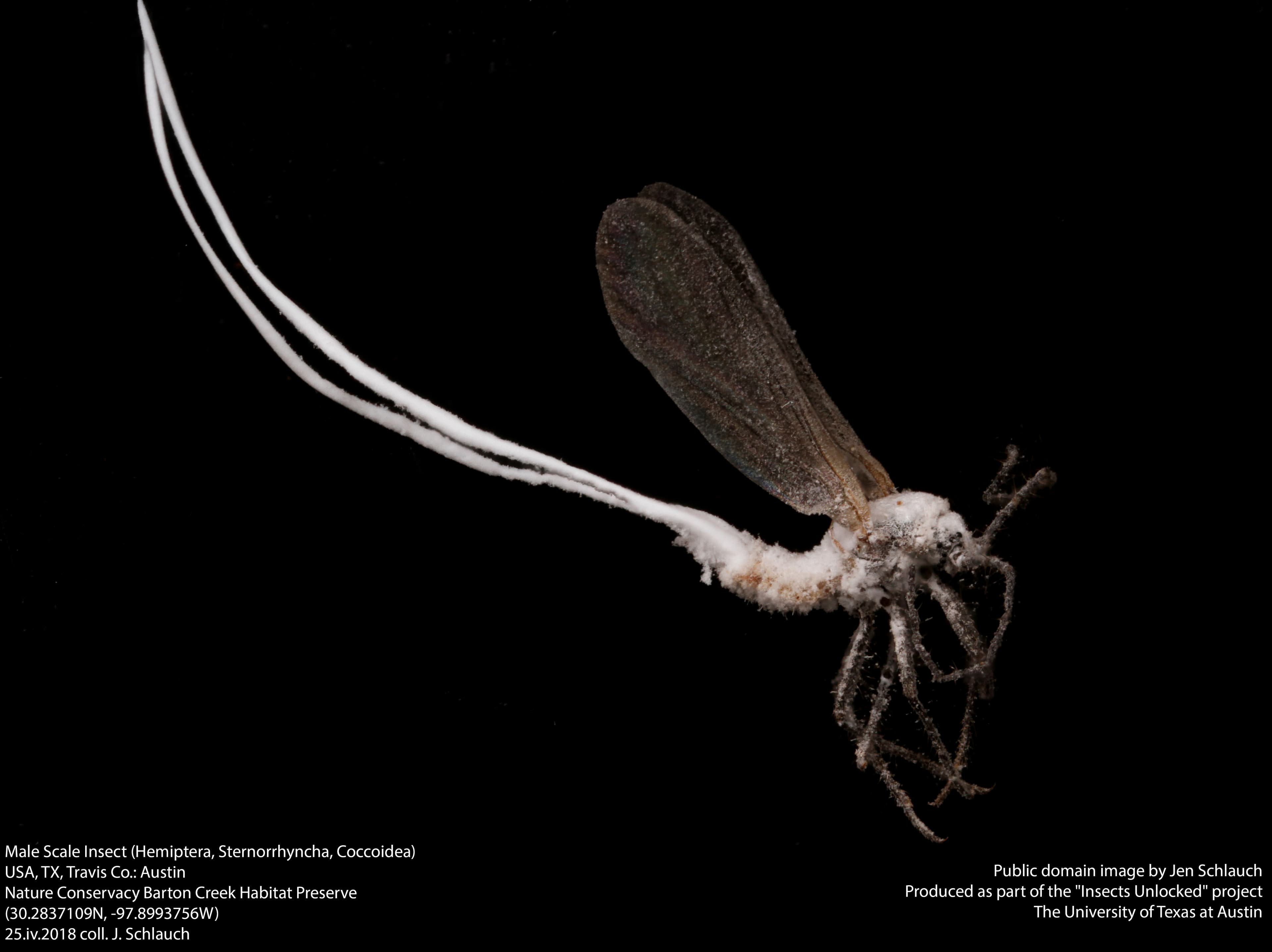 Scale Insect