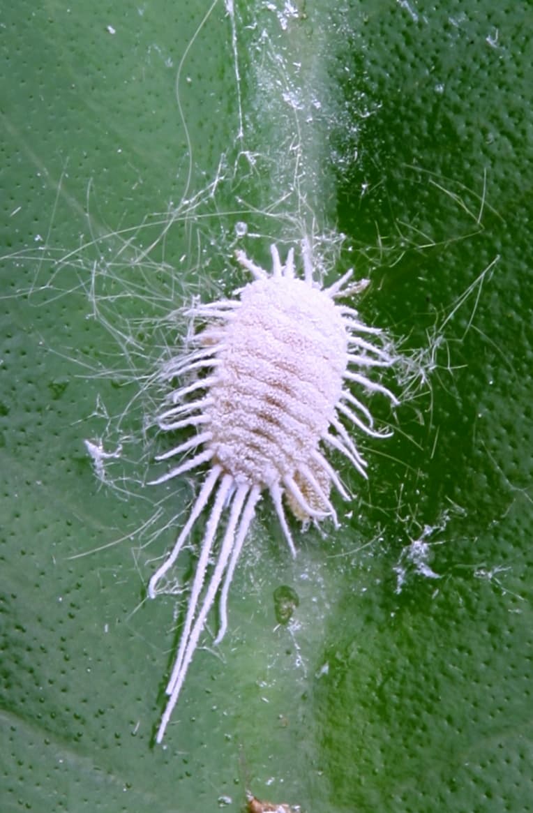 Mealybug