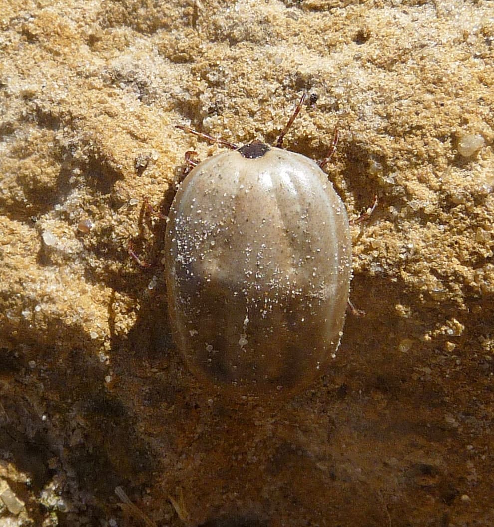 Brown Dog Tick