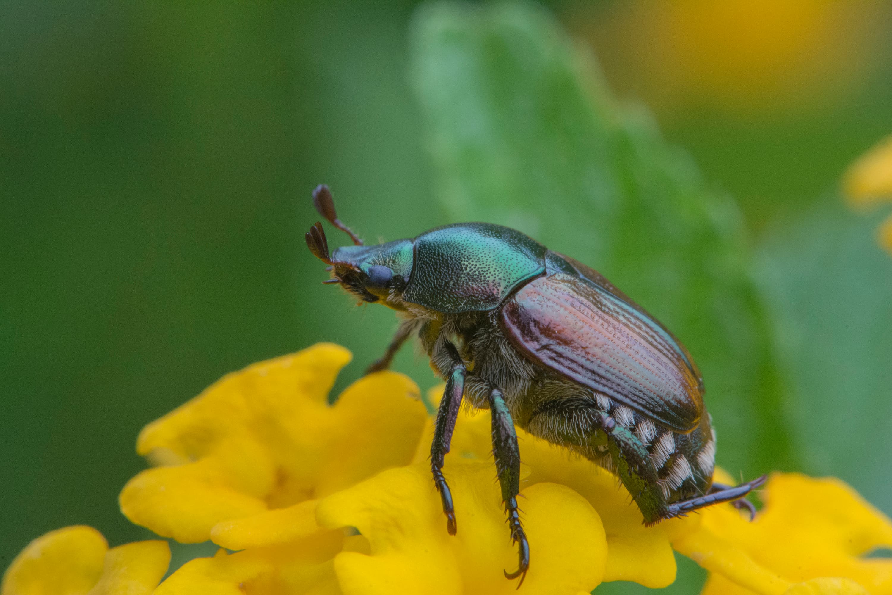 Japanese Beetle