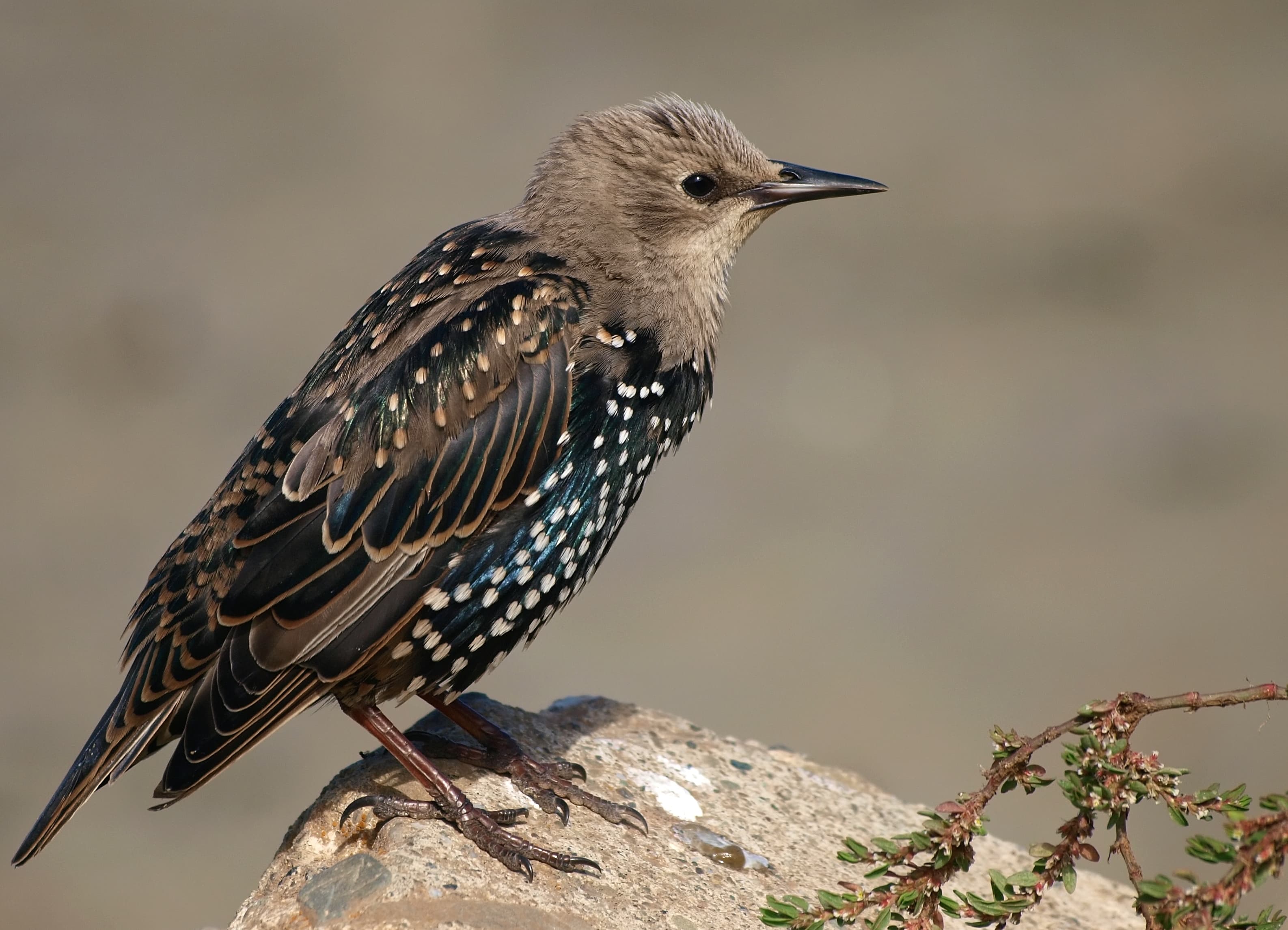 Starling