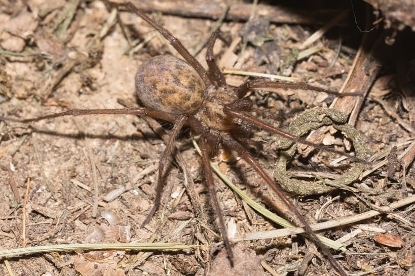 Hobo Spider