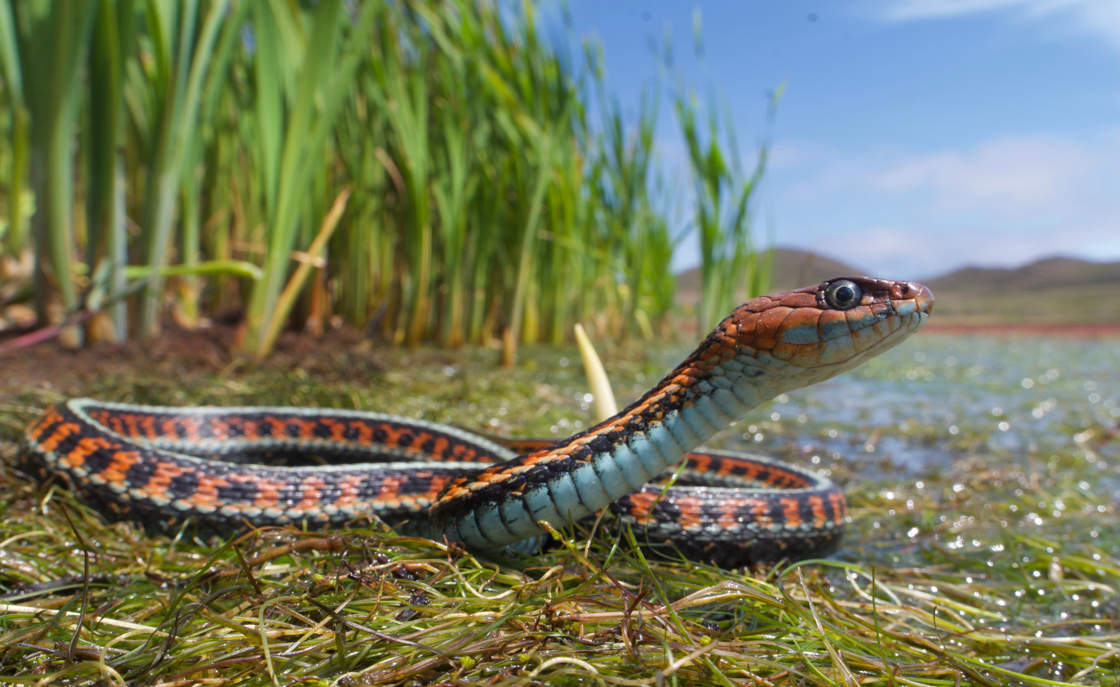 Garter Snake