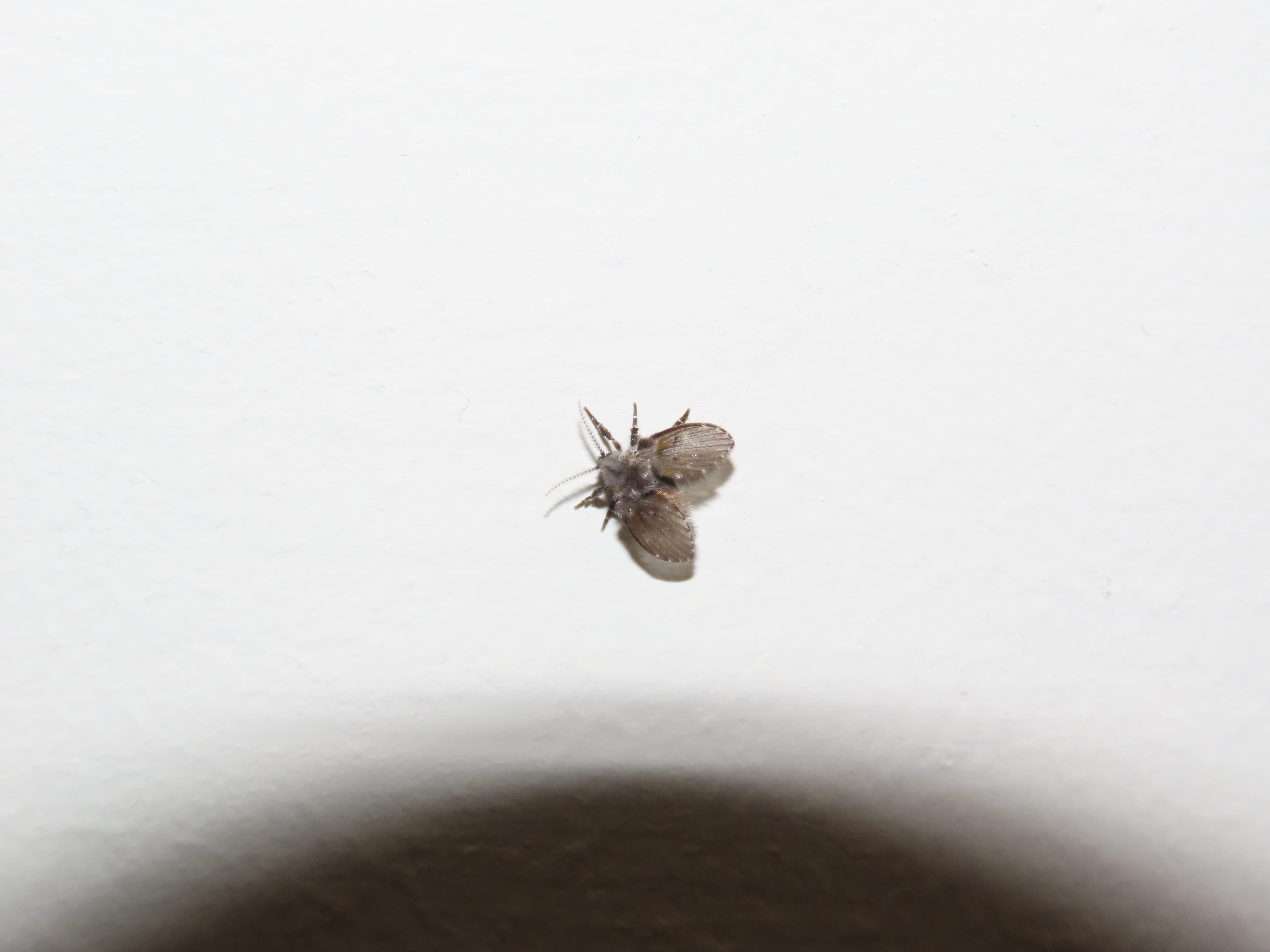 Drain Fly