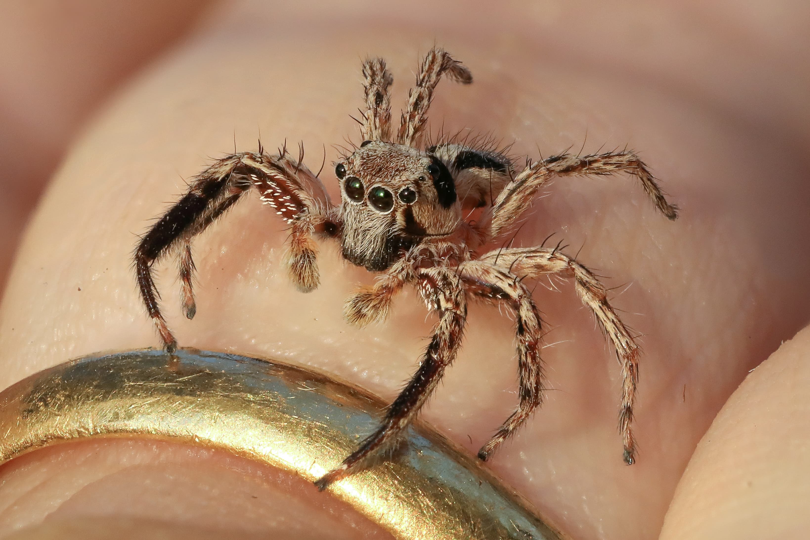 Jumping Spider