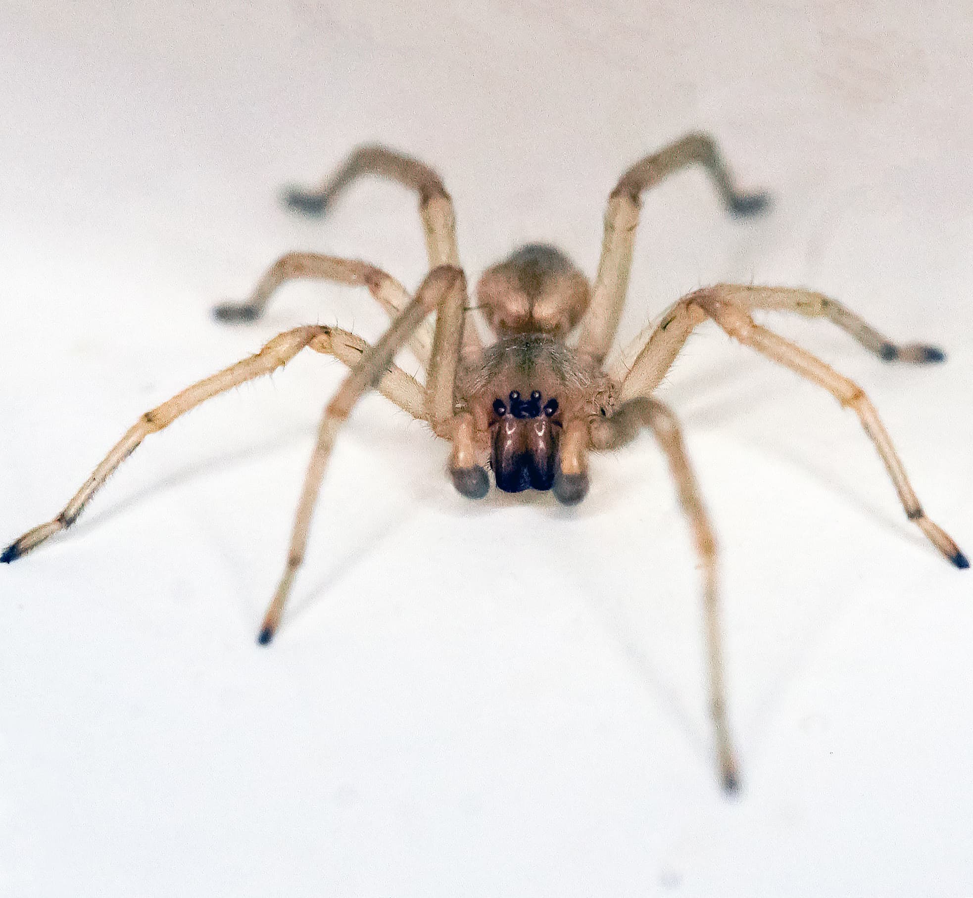 Yellow Sac Spider