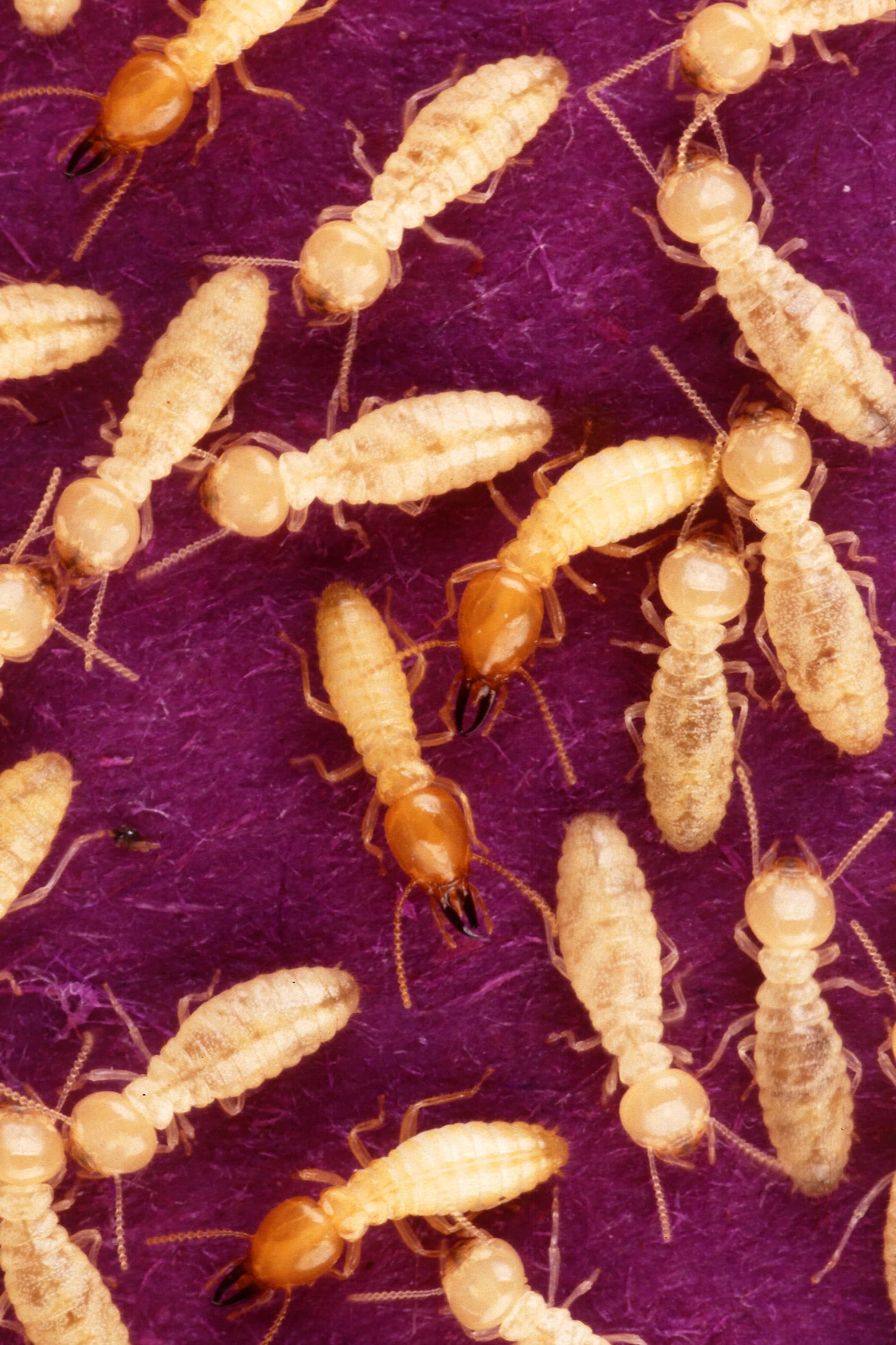 Formosan Termite