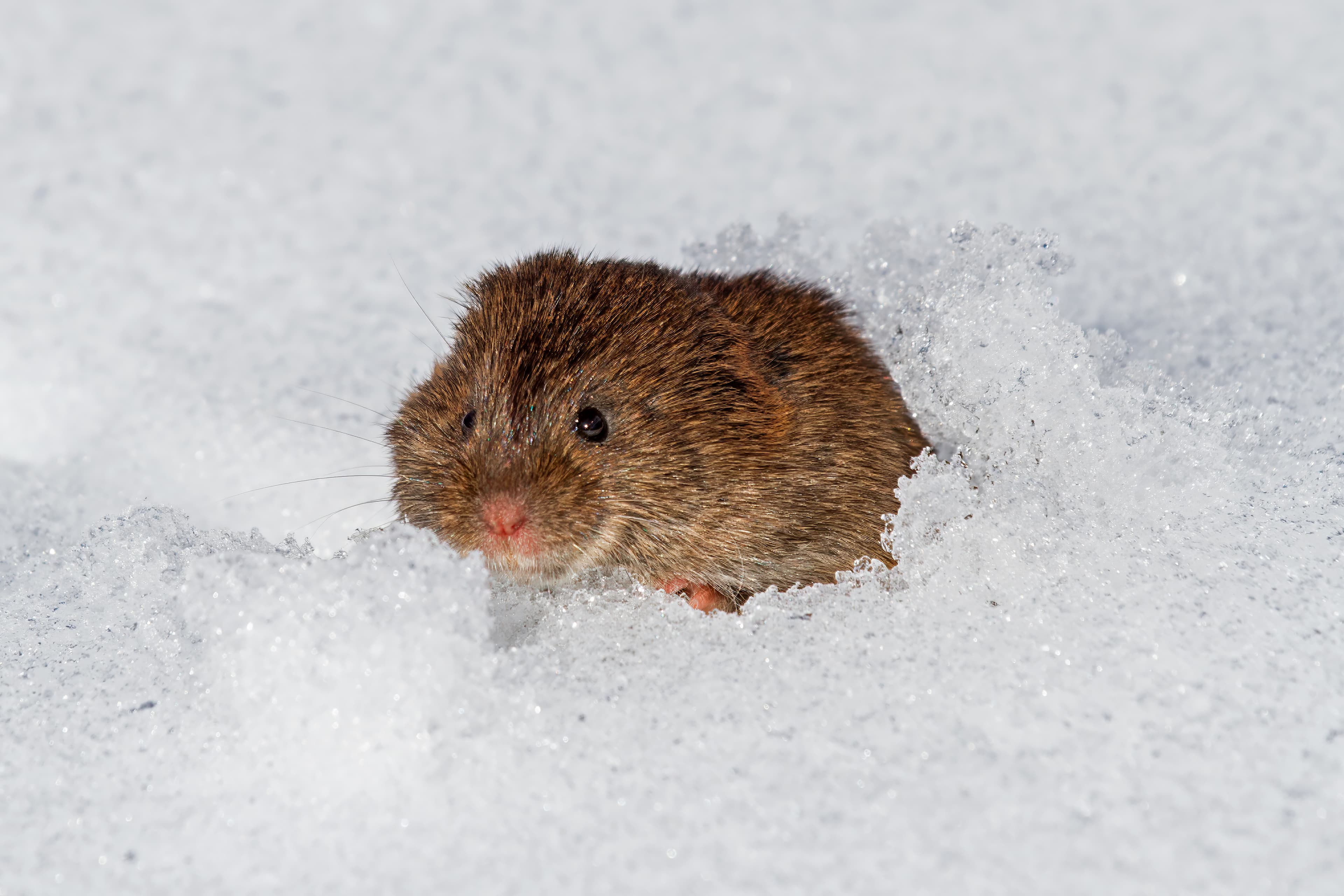 Vole