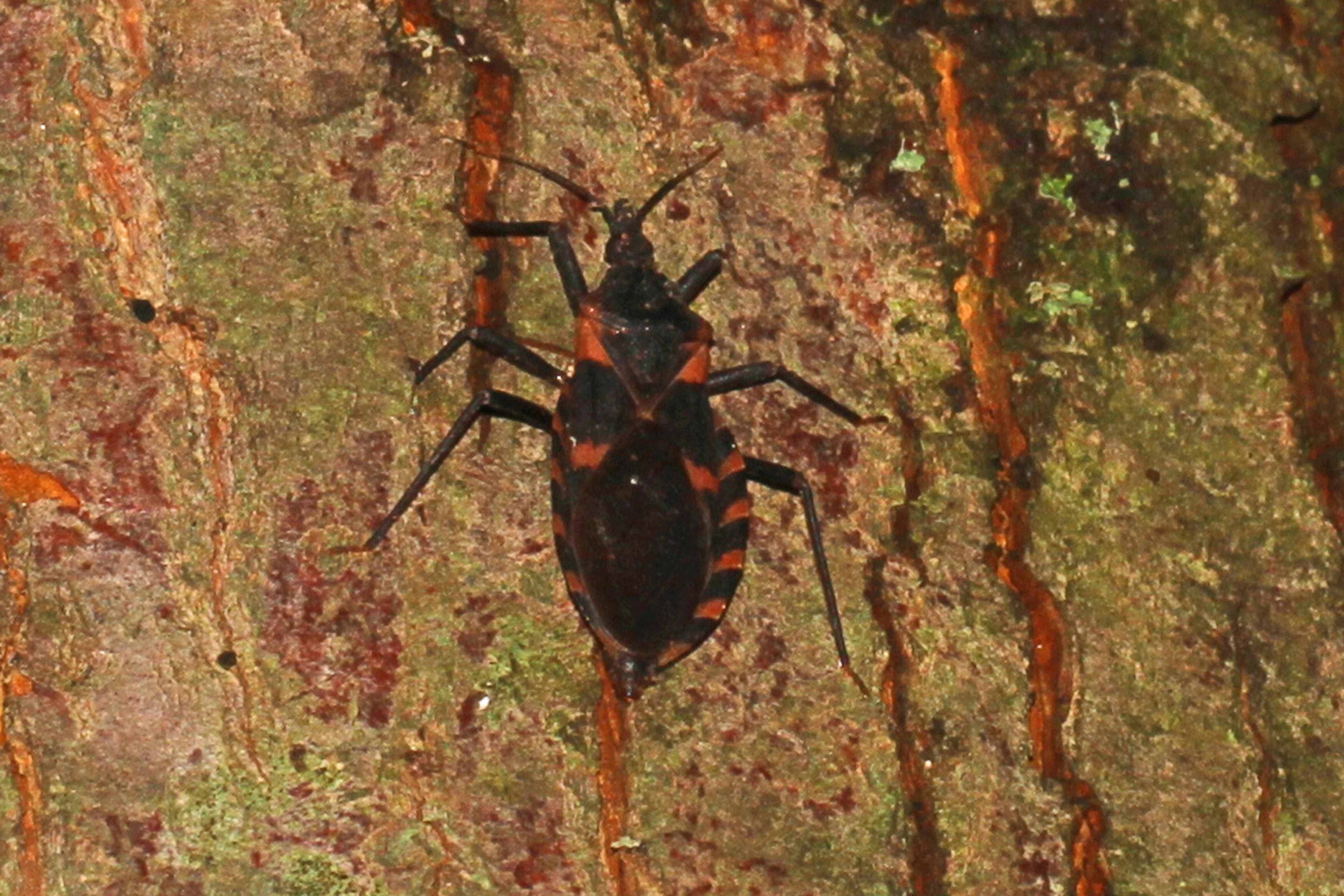 Kissing Bug