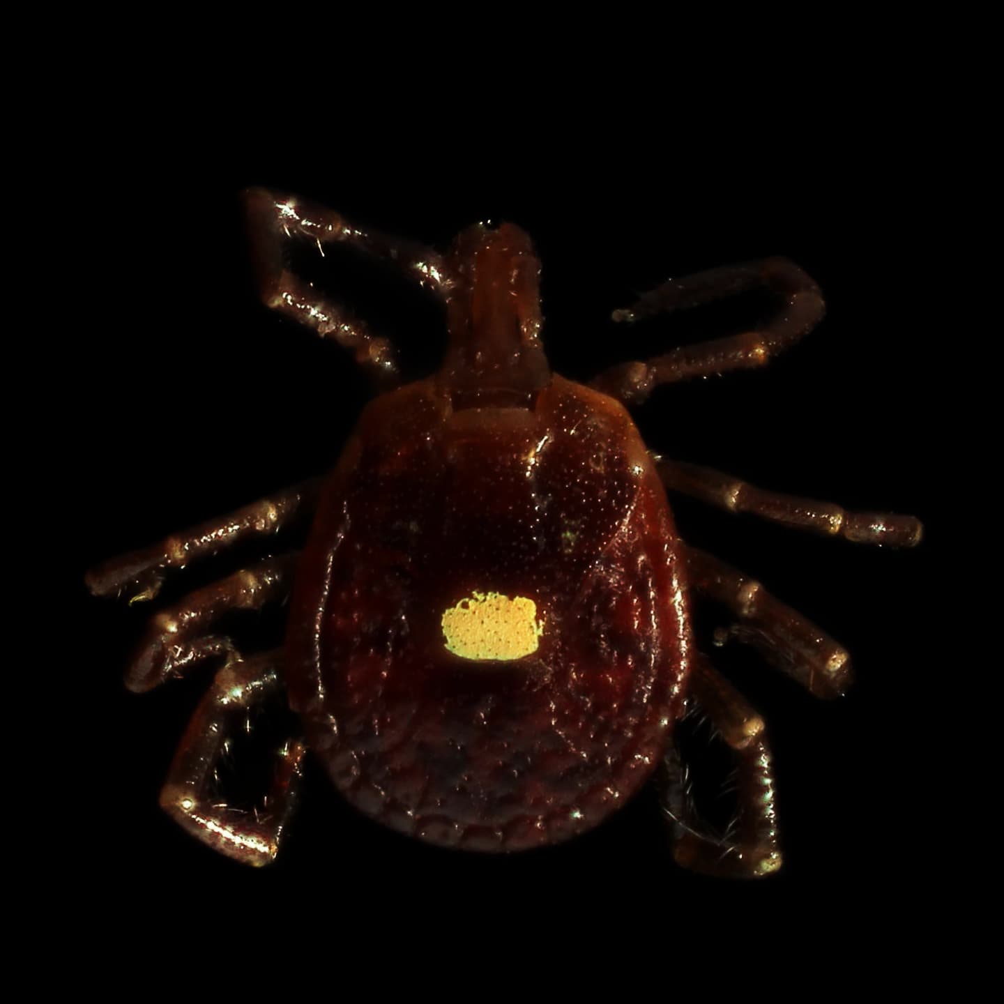Lone Star Tick